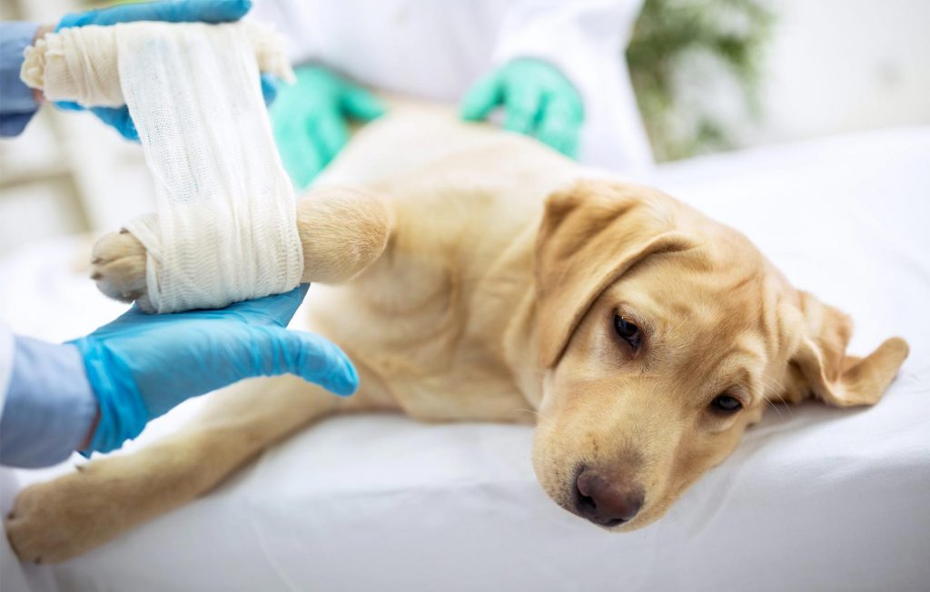 Alkhadim - Veterinarian